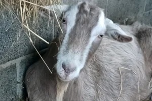 Have you lost nine goats? Good news, they have been found near York