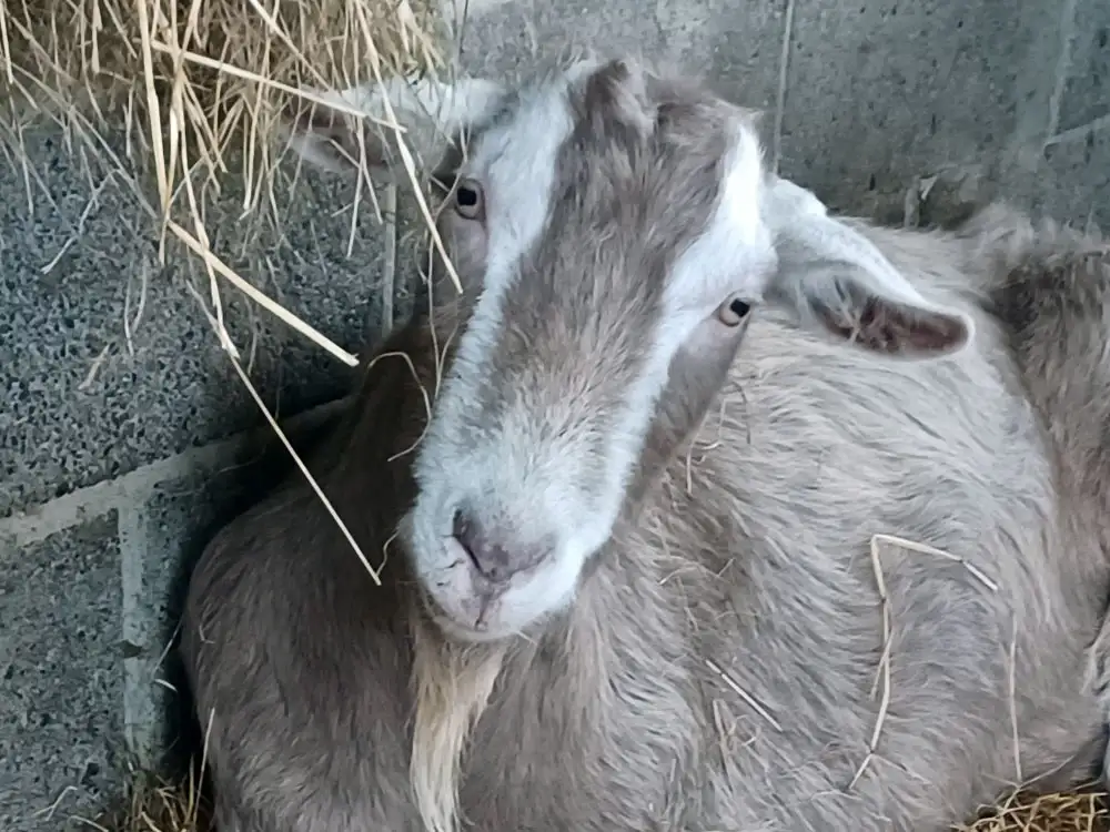 Have you lost nine goats? Good news, they have been found near York