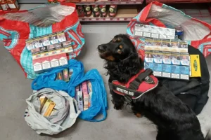 Police tracker dog sent in to York shop after tip-off about illegal sales