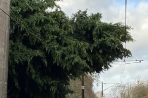 Major disruption on trains between York and London after tree hits overhead lines