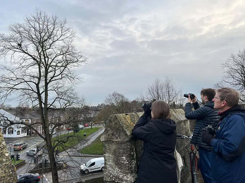 ‘Stunning’ sight draws gathering of birders to York city walls