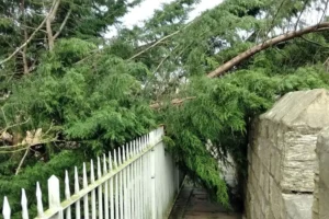 Updated: Fallen trees block city walls and York road as Storm Pia hits York and North Yorkshire
