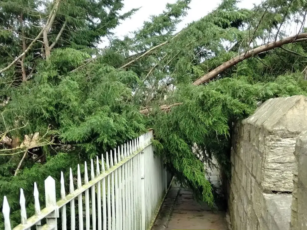 Updated: Fallen trees block city walls and York road as Storm Pia hits York and North Yorkshire