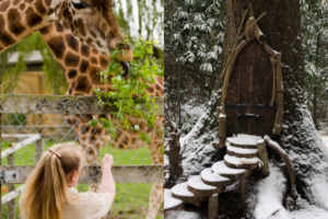 Get half price entry to these four fantastic family days out this winter