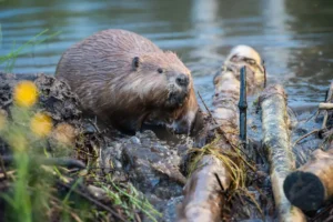Could beavers be reintroduced to York’s rivers to reduce flooding?