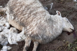 Sheep savaged to death in York – Police launch enquiry