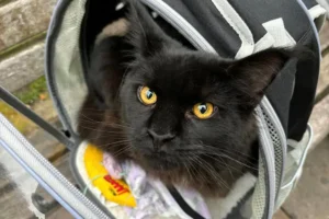 Woman attacked and knocked unconscious near York pub – Search launched to find her cat