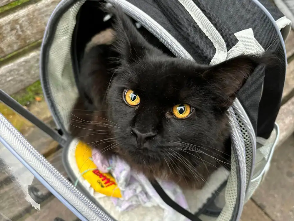 Woman attacked and knocked unconscious near York pub – Search launched to find her cat