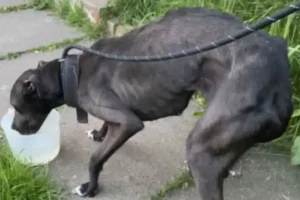 Horrified police discover dog in ‘appalling state’ and living in filth