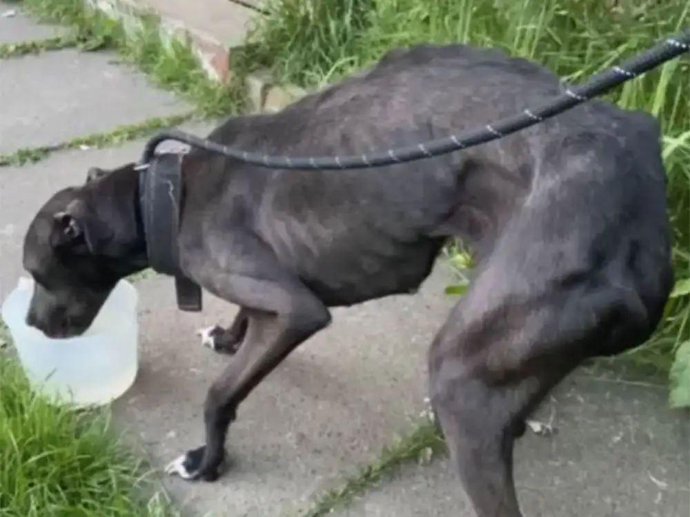 Horrified police discover dog in ‘appalling state’ and living in filth