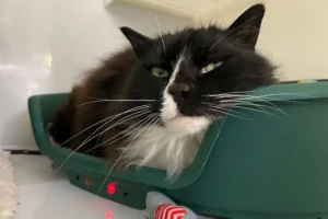 There’s a cat up for adoption in York called… Bendy Trevor