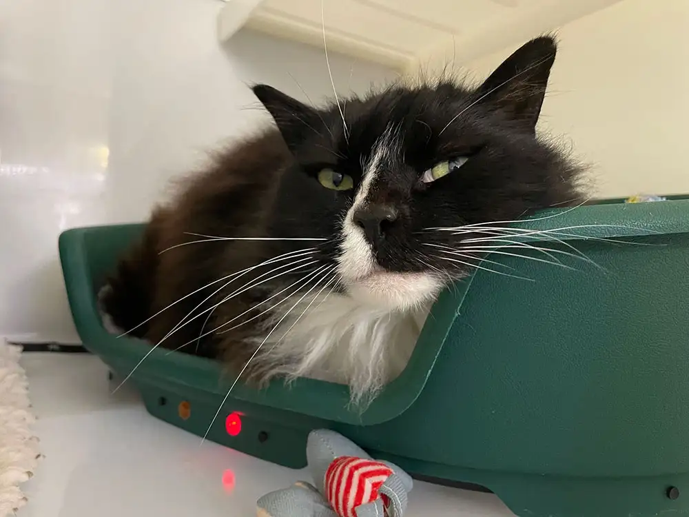 There’s a cat up for adoption in York called… Bendy Trevor