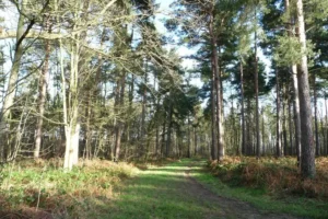 Man dies after being found with serious injuries in North Yorkshire woodland