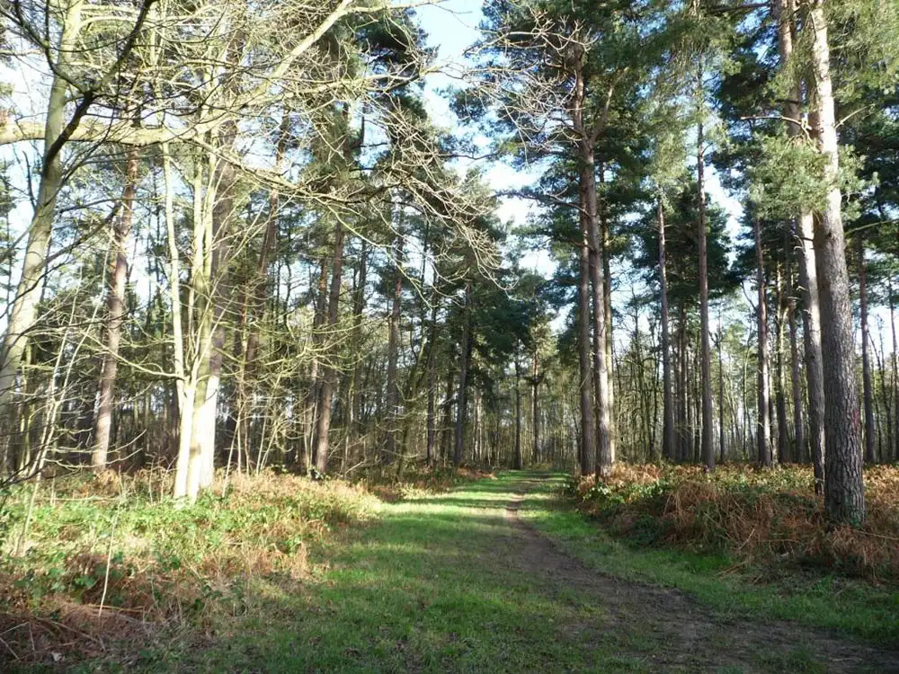 Man dies after being found with serious injuries in North Yorkshire woodland