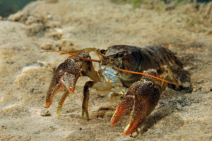 Flamingo Land works to protect endangered crayfish