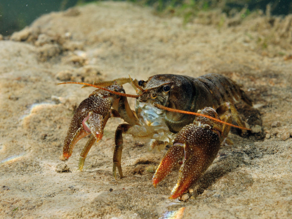 Flamingo Land works to protect endangered crayfish