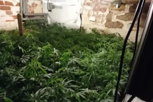 North Yorkshire Police uncover cannabis farm – Man, 25, arrested