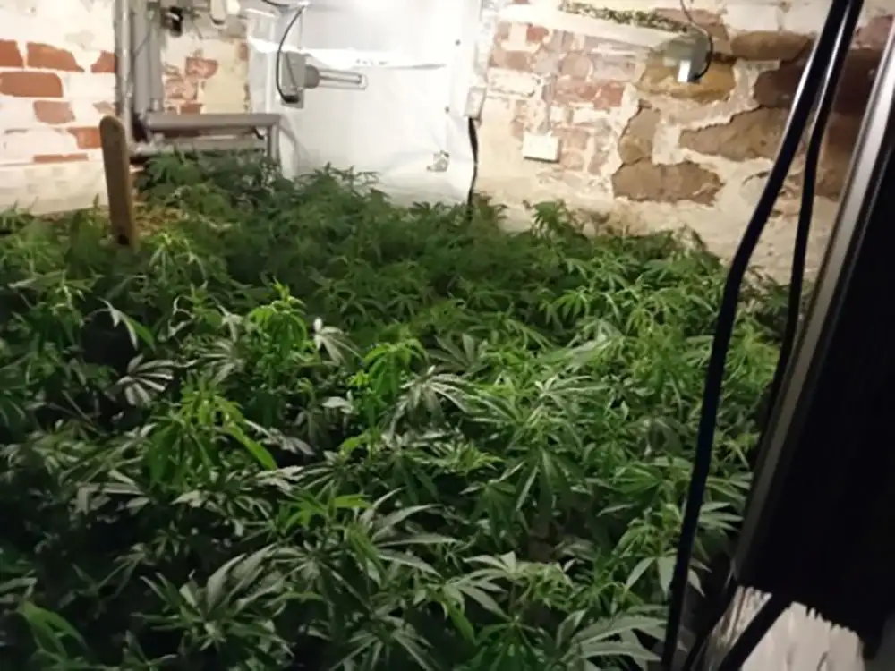 North Yorkshire Police uncover cannabis farm – Man, 25, arrested