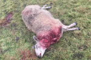 Five sheep killed in York – Out-of-control dogs could be shot, warn police