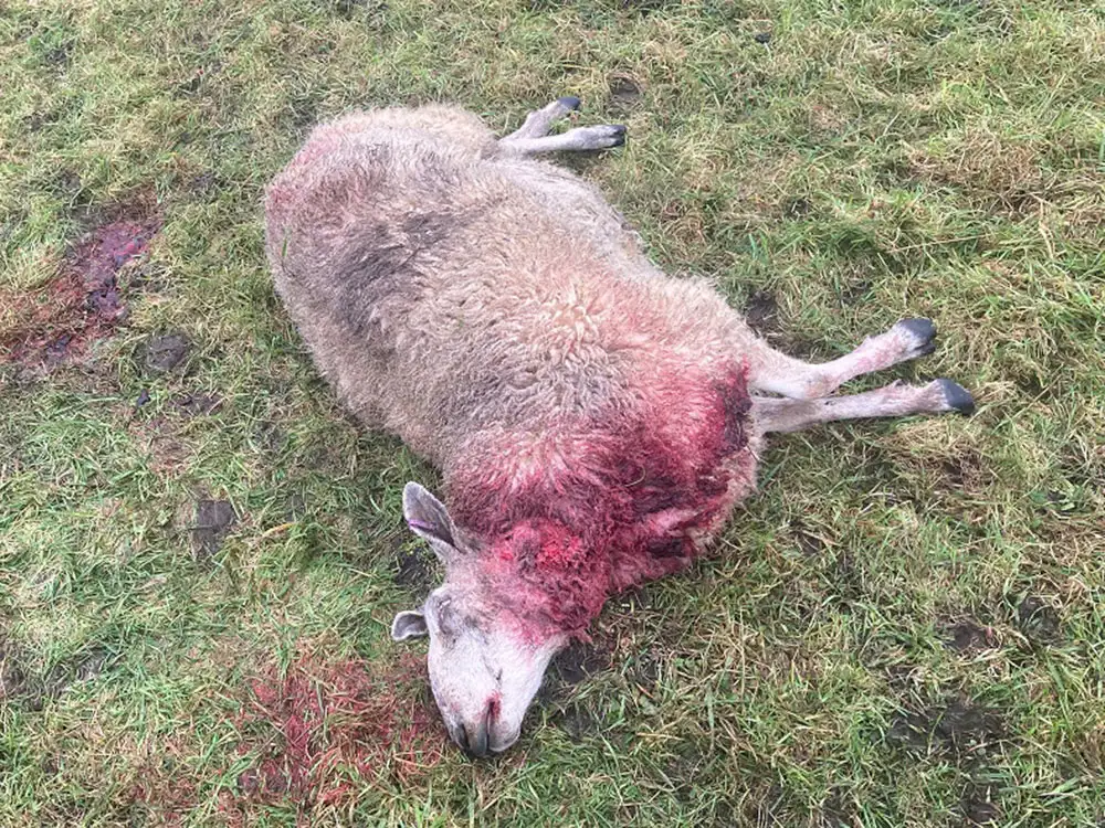 Five sheep killed in York – Out-of-control dogs could be shot, warn police