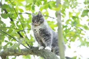 Cat rescued after 24 hours stuck in a tree in York village