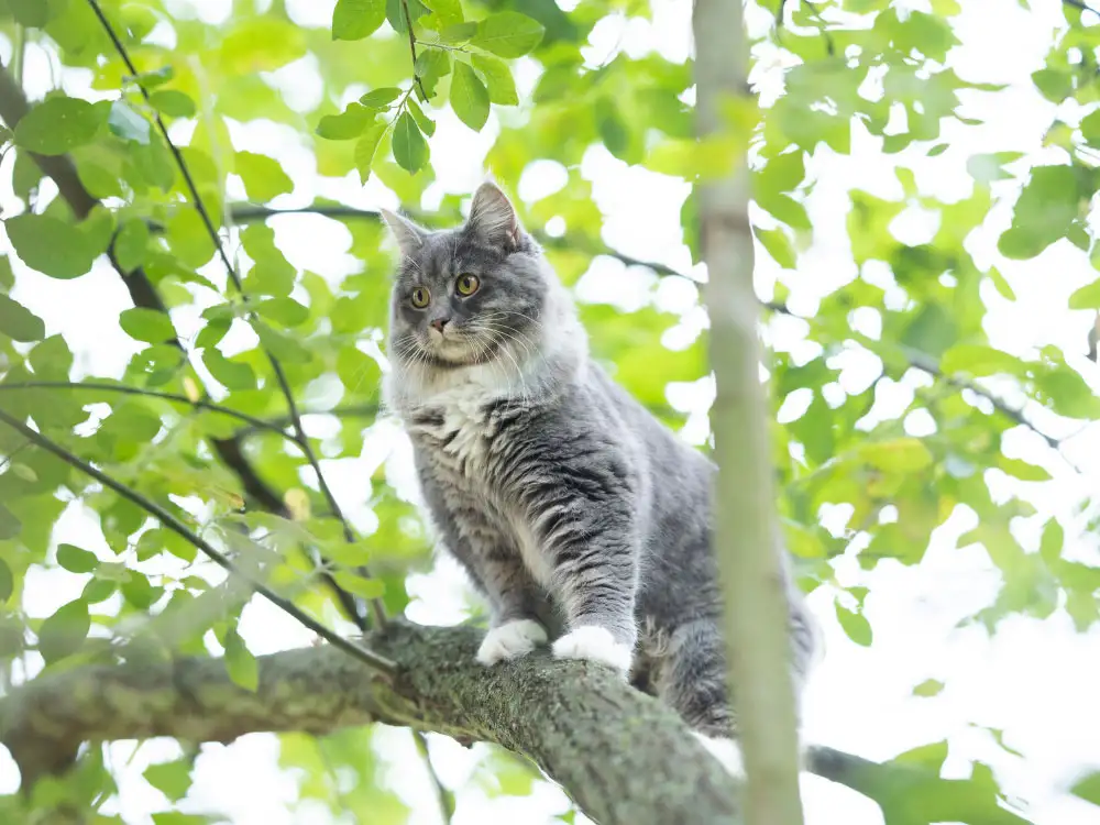 Cat rescued after 24 hours stuck in a tree in York village