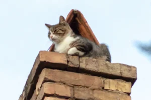 Rescued – York cat stuck on top of chimney for more than 24 hours