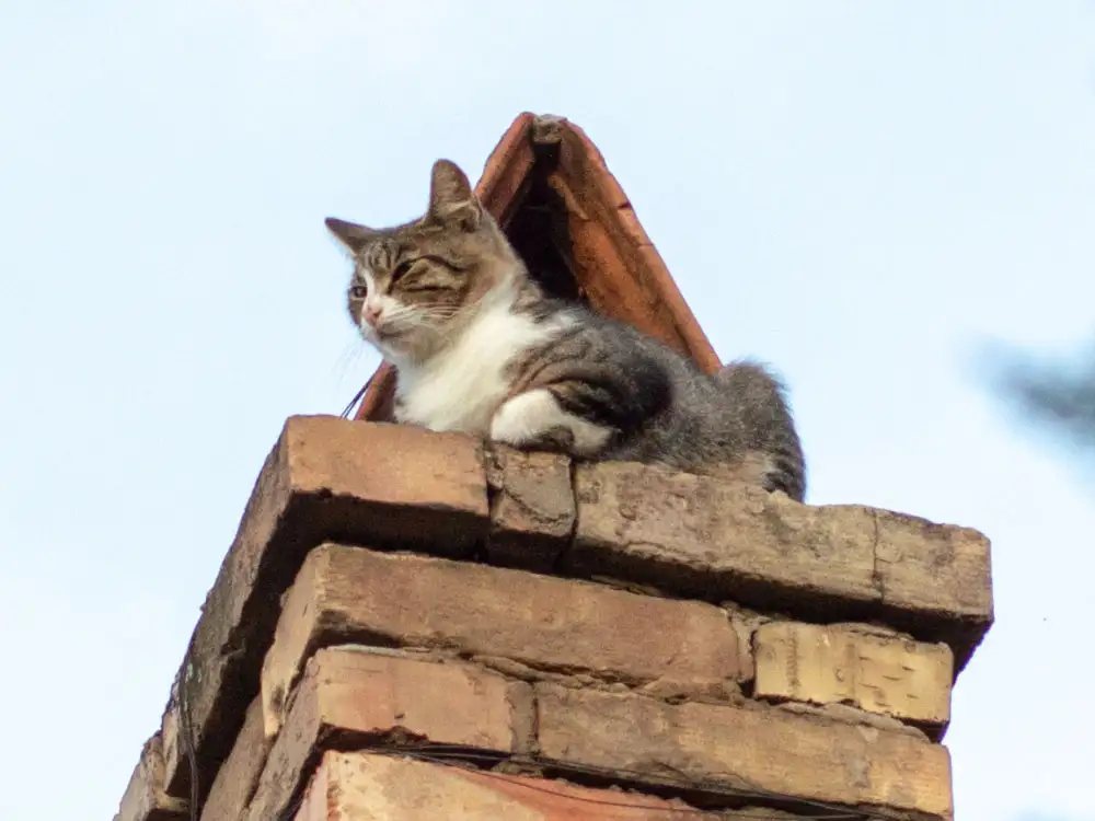 Rescued – York cat stuck on top of chimney for more than 24 hours