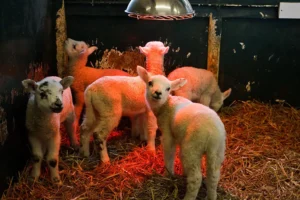 ‘We are absolutely devastated’: Ten lambs die in fire at popular York attraction