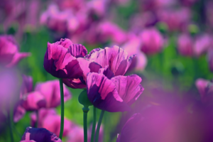 Purple poppies go on display at York museum to raise awareness of war animals