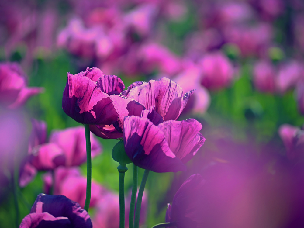 Purple poppies go on display at York museum to raise awareness of war animals
