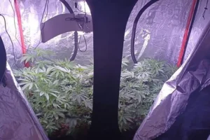 Suspected cannabis grow discovered in York suburb