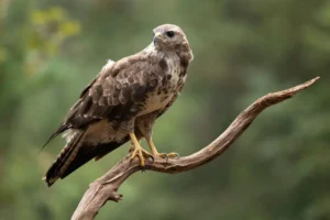 Police investigating after buzzard shot on the North York Moors