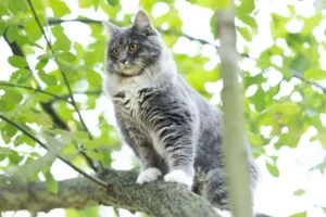 Acomb firefighters rescue Milo the cat after two days stuck up a tree