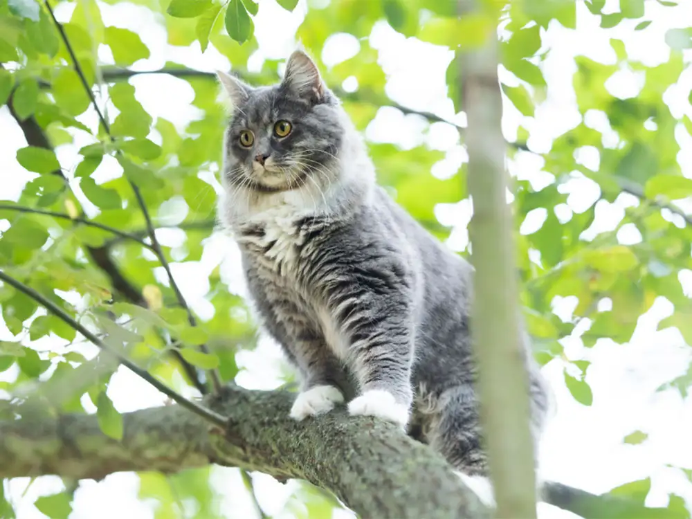 Acomb firefighters rescue Milo the cat after two days stuck up a tree