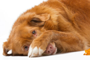 Dog blamed for fire at village home