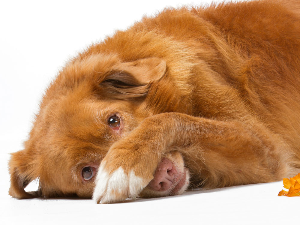 Dog blamed for fire at village home