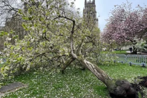 Pictures: Tree comes down near York Minster