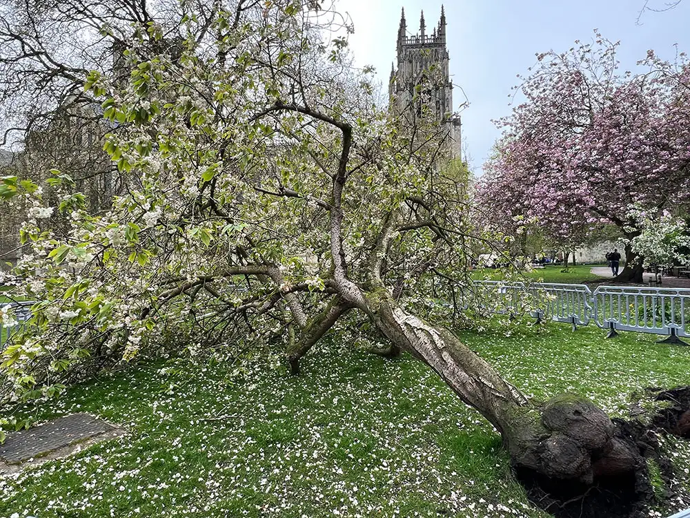 Pictures: Tree comes down near York Minster