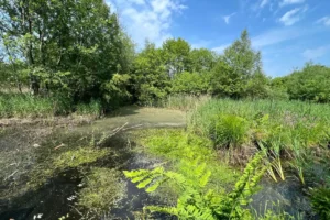 Experts ‘astounded’ as plant once thought lost bursts into flower at York nature reserve