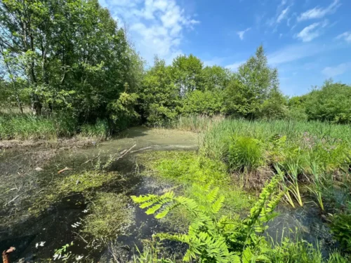 The bog is back! York nature reserve to reopen with lots of free activities