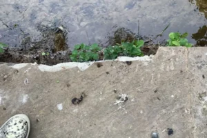 Police investigating criminal damage near North Yorkshire museum