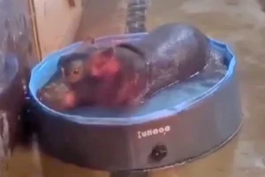 Baby hippo born at Flamingo Land ‘doing well after a rocky start’