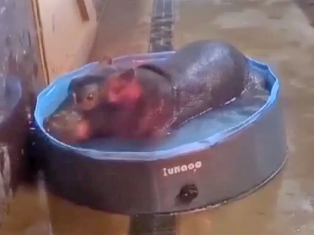 Baby hippo born at Flamingo Land ‘doing well after a rocky start’