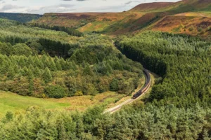 North Yorkshire forest ‘left to nature’ under wild new approach