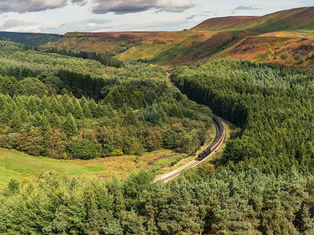 North Yorkshire forest ‘left to nature’ under wild new approach