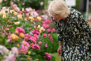 ‘We’re chuffed to bits!’ York shop chosen to exhibit at Chelsea Flower Show