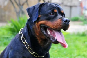 Police search for Rottweiler owner after person bitten in Knaresborough