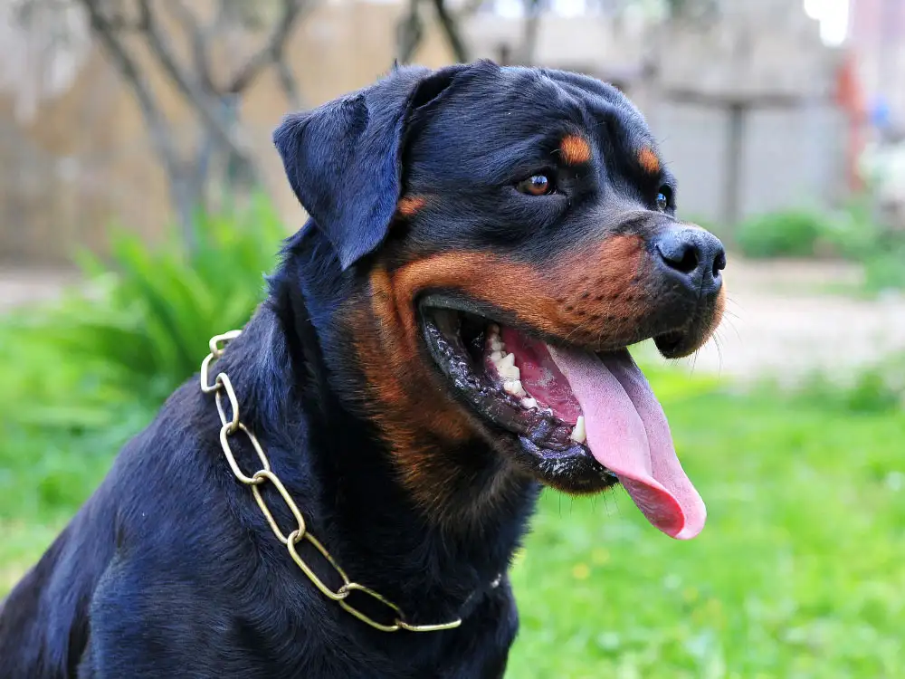 Police search for Rottweiler owner after person bitten in Knaresborough