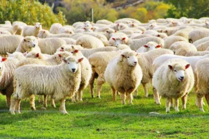 One hundred sheep rescued as barn catches fire in Ryedale